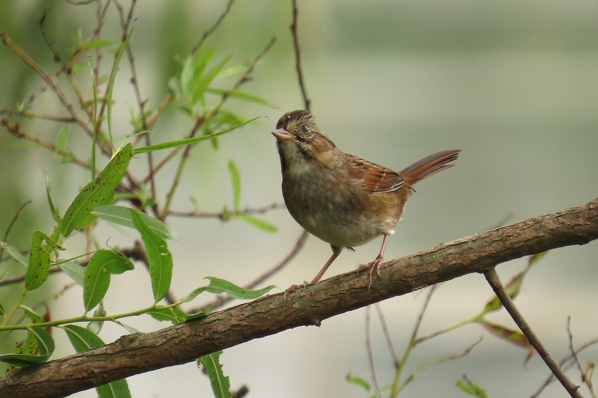 Swamp Sparrow - ML642716745