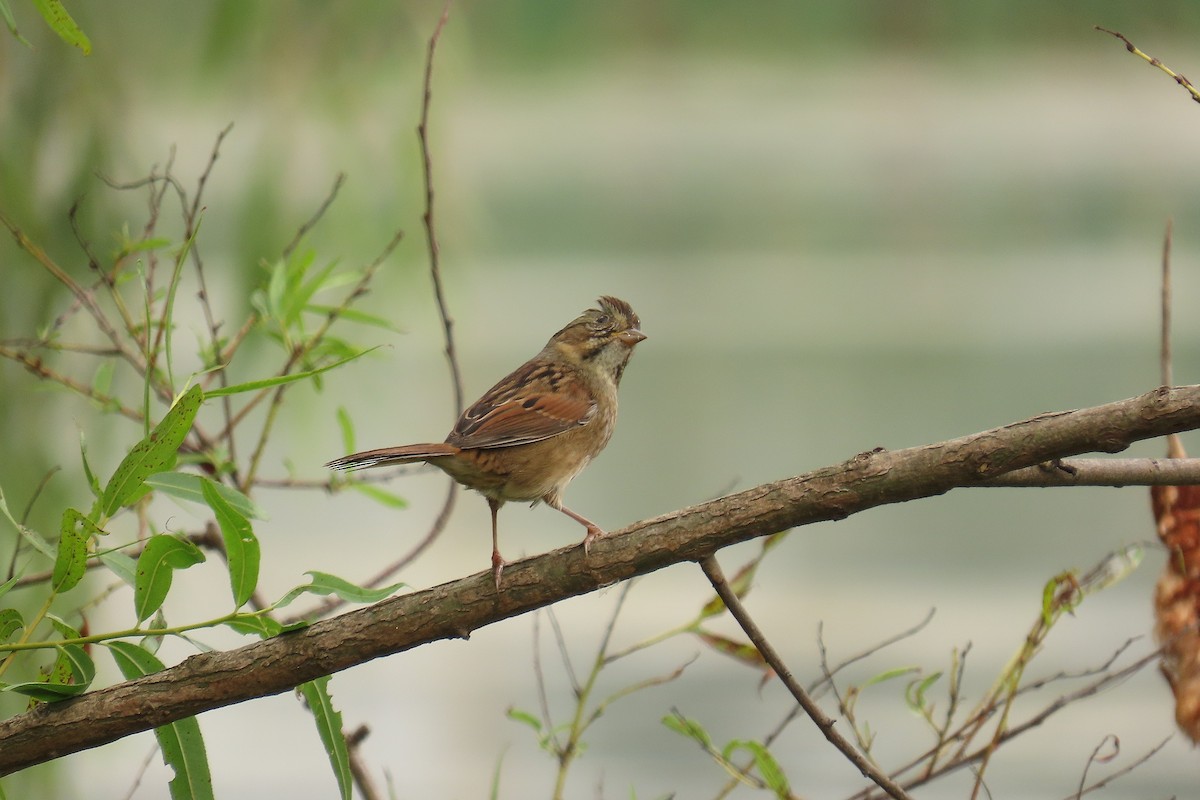 Swamp Sparrow - ML642716757