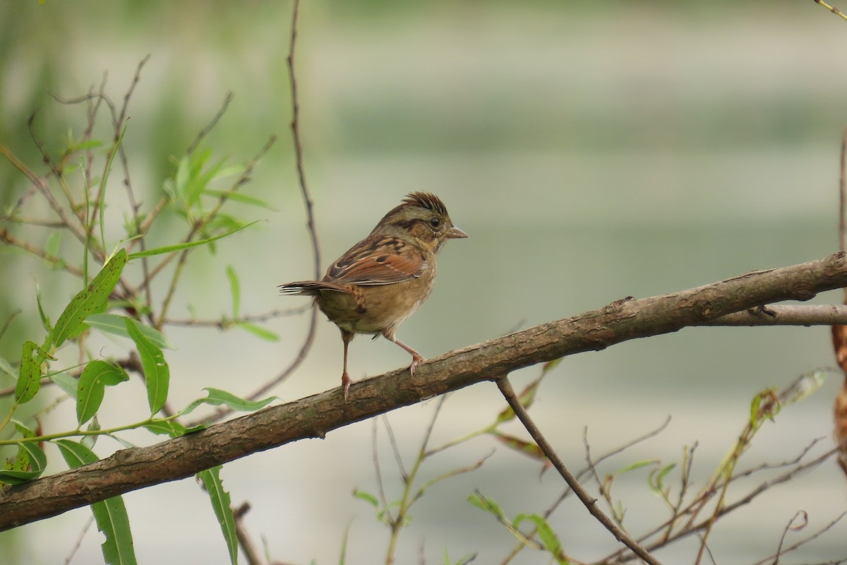 Swamp Sparrow - ML642716770