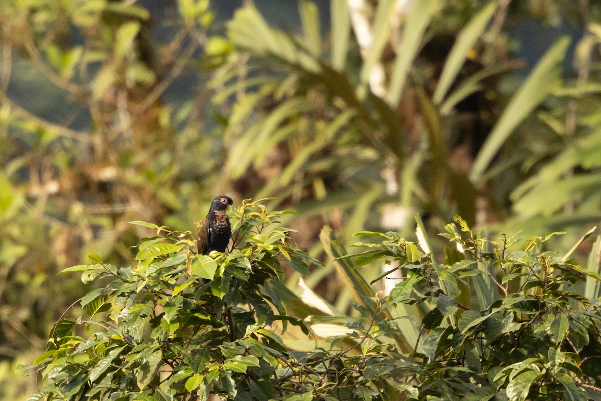 Bronze-winged Parrot - ML642716774