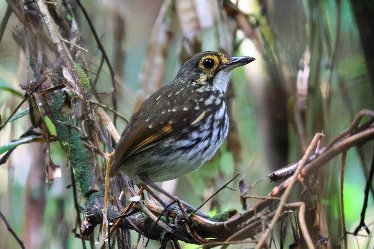 Grallaire à lunettes - ML642716775