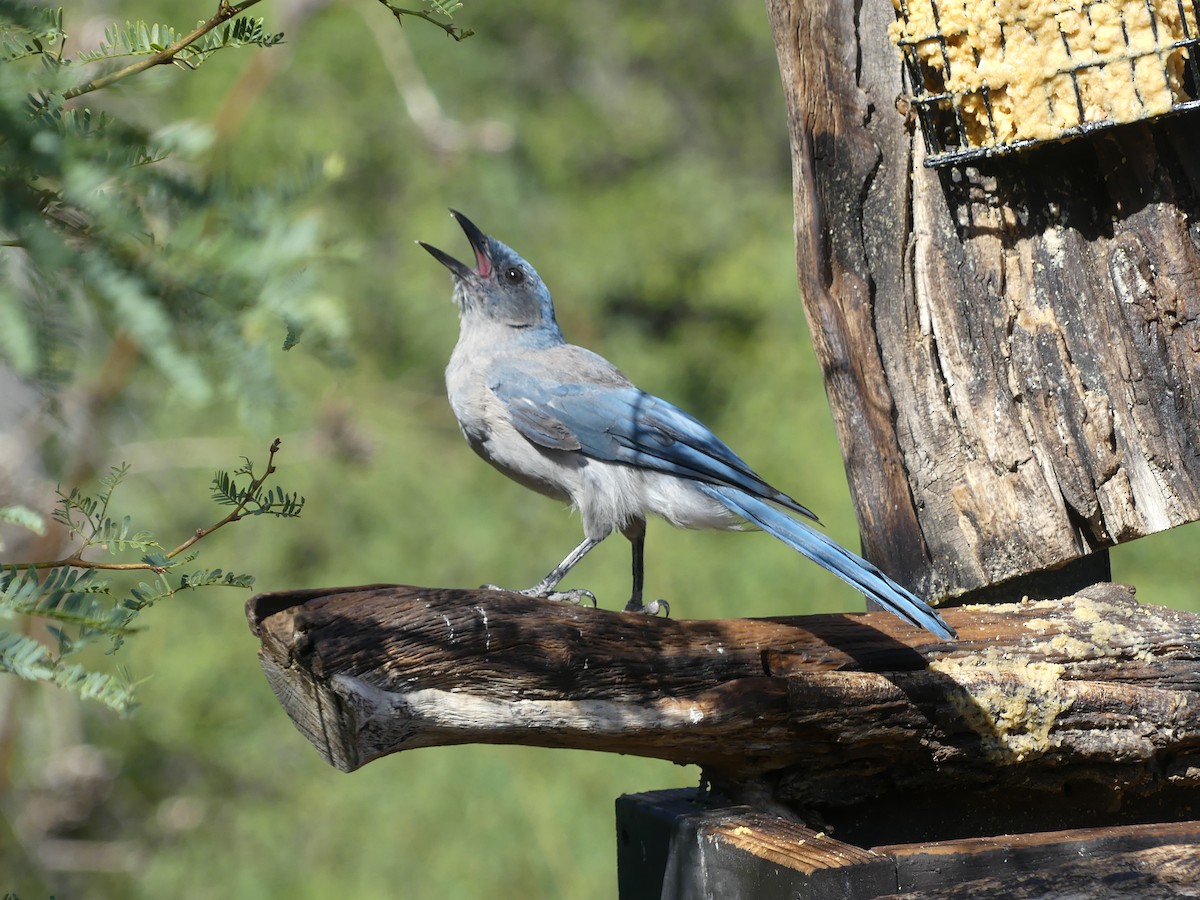 Mexican Jay - ML642716791