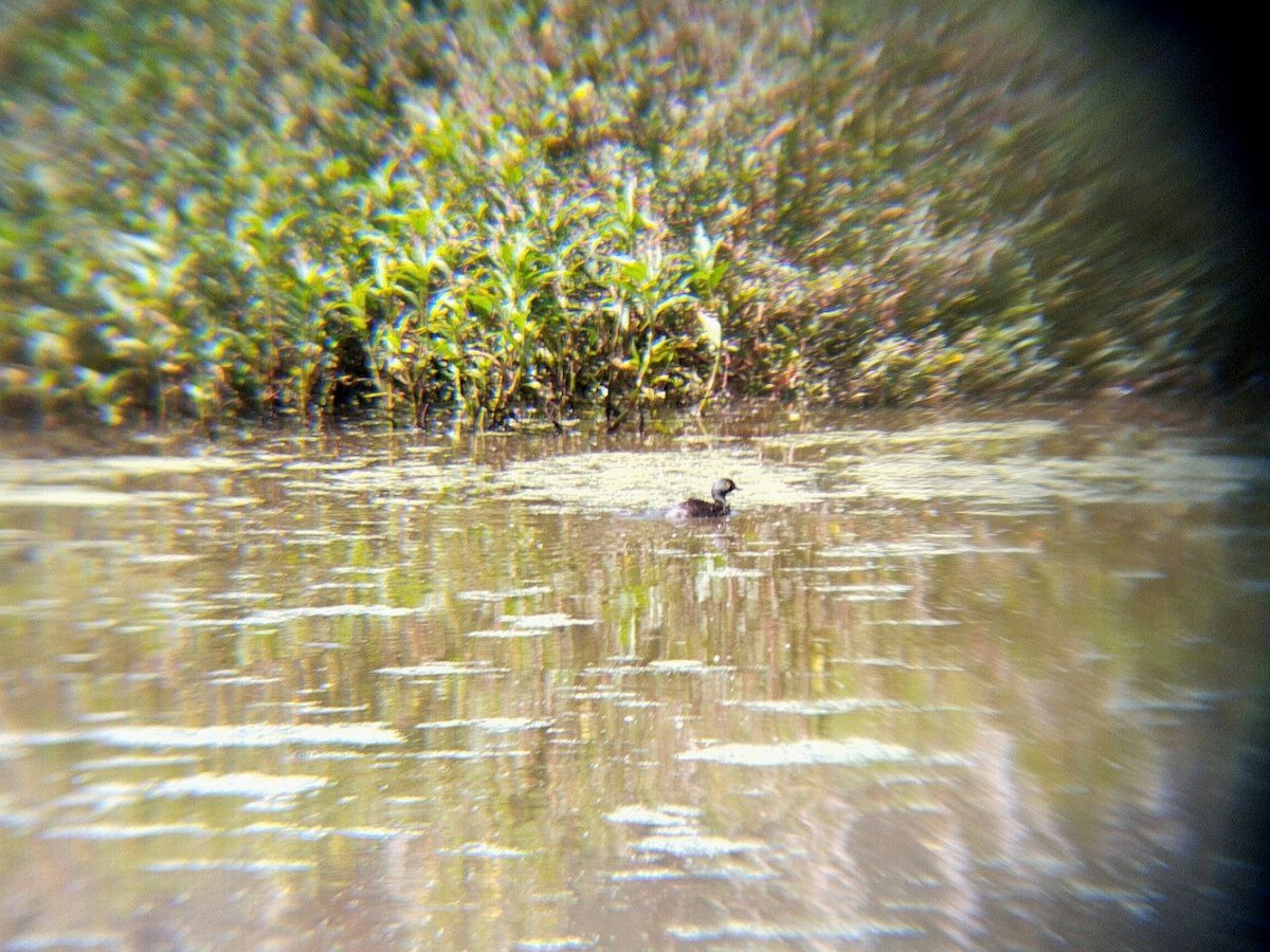 Least Grebe - ML642716860