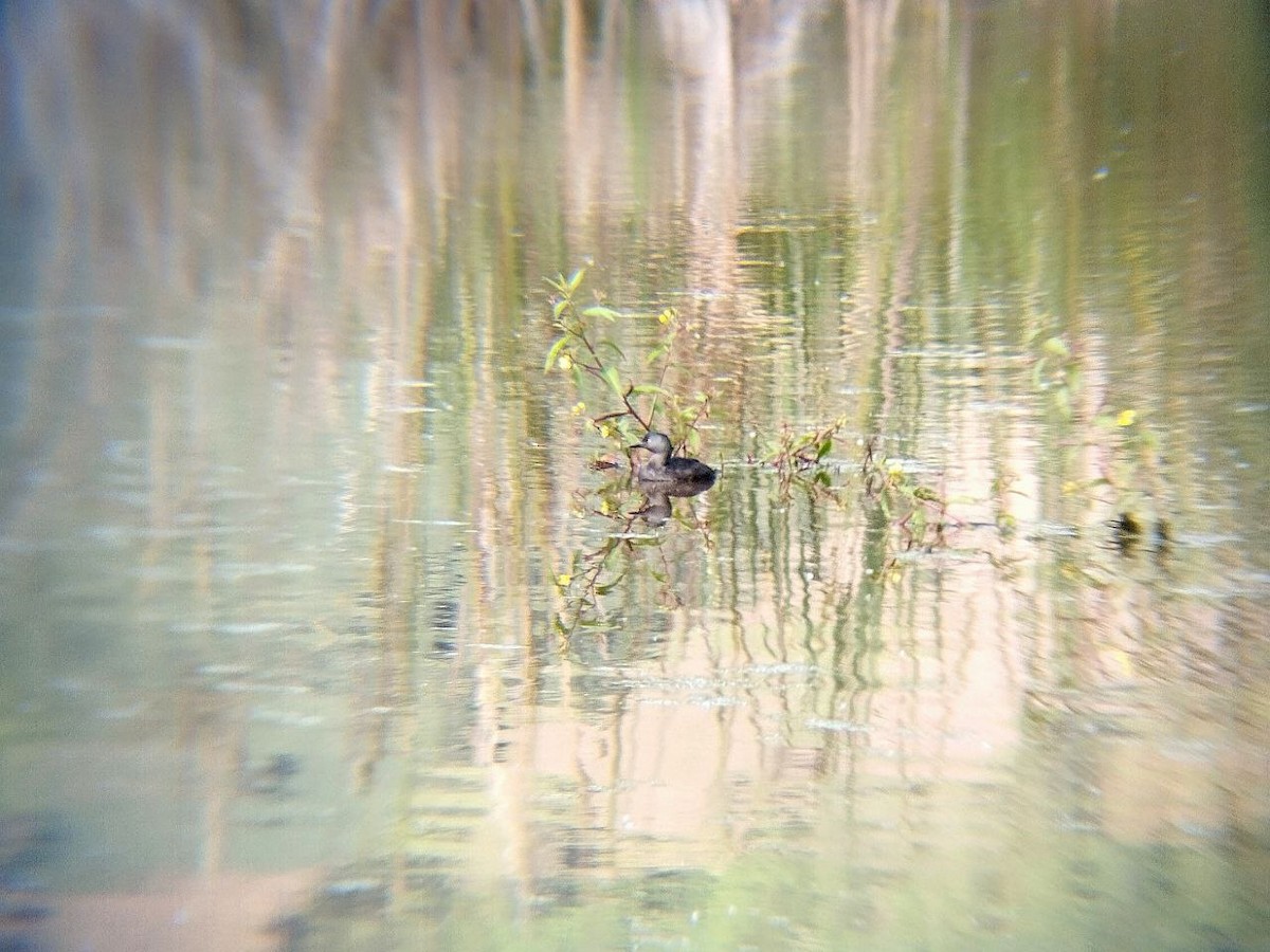 Least Grebe - ML642716861