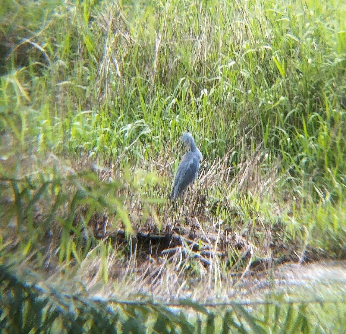 Little Blue Heron - ML642716876