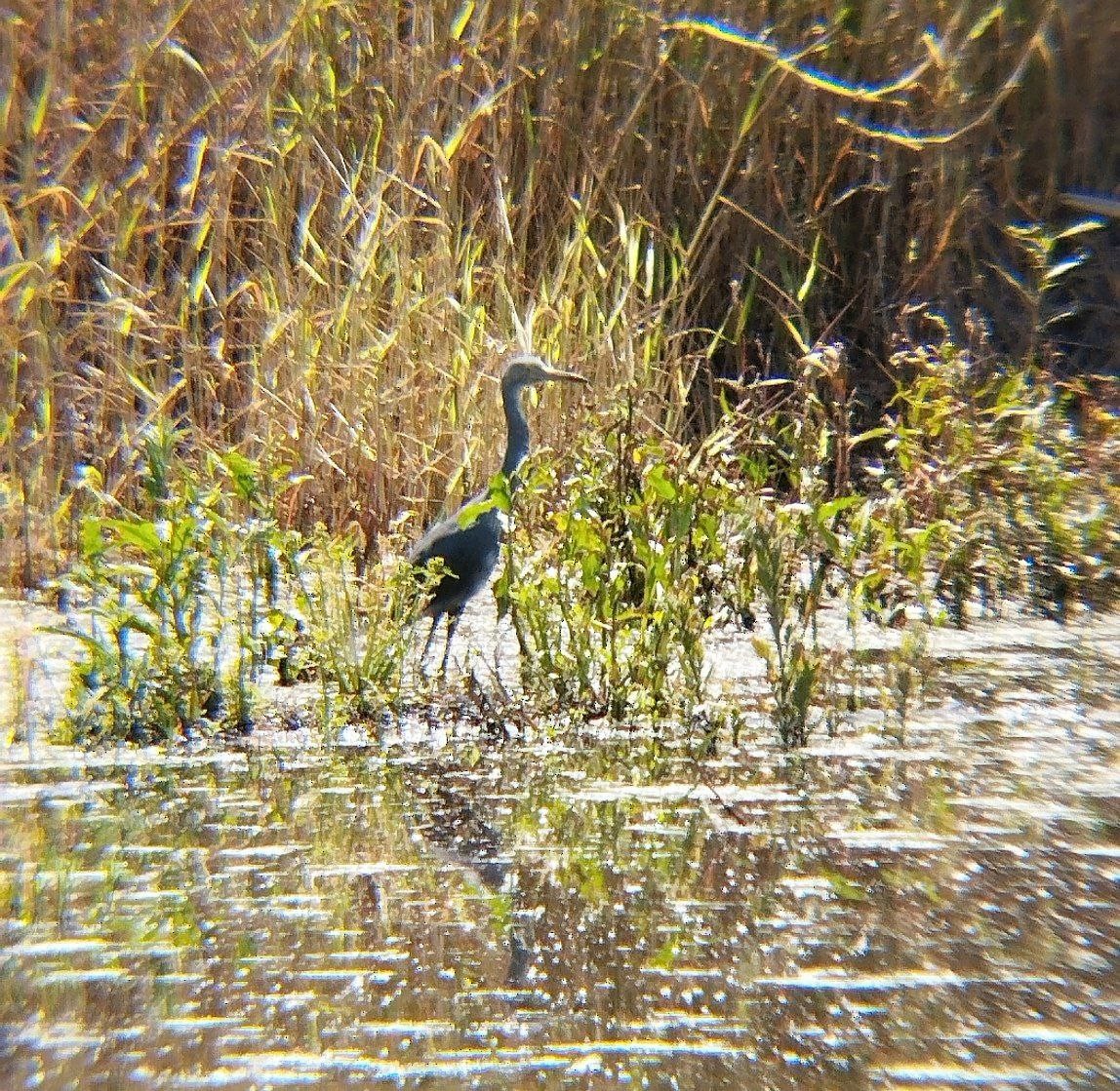 Little Blue Heron - ML642716877