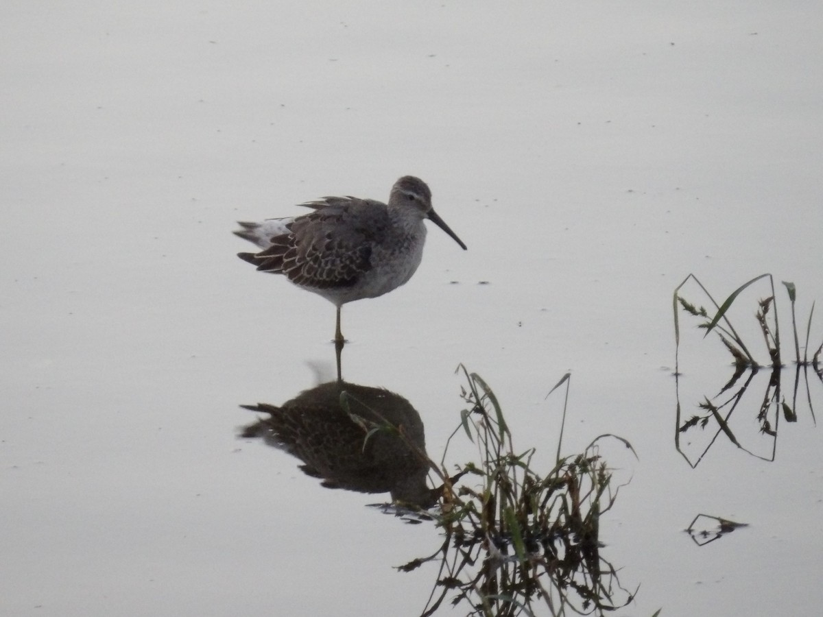 Stilt Sandpiper - ML642716878