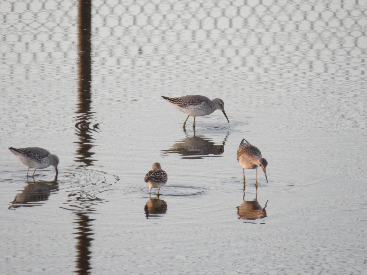 Stilt Sandpiper - ML642716879
