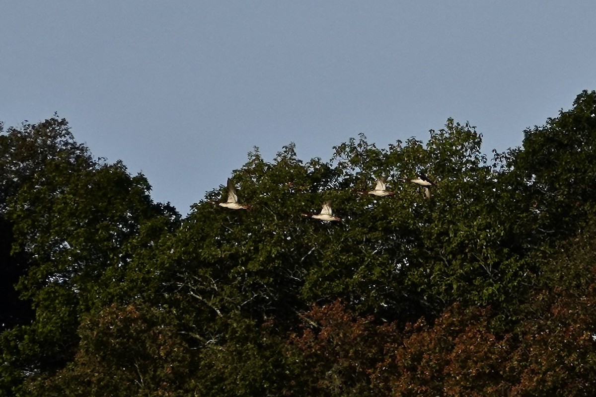 Common Merganser - ML642716888