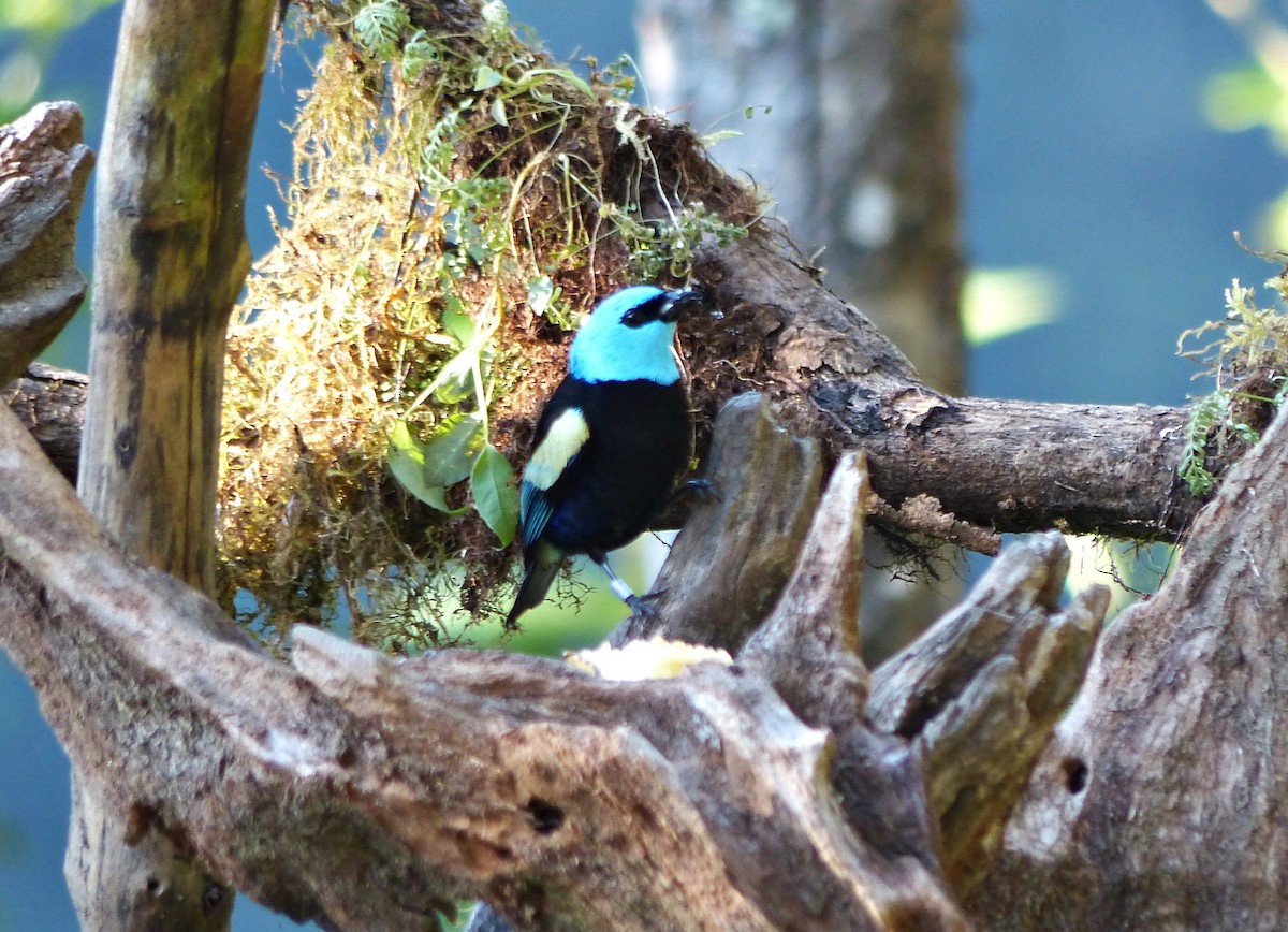 Blue-necked Tanager - ML642716906