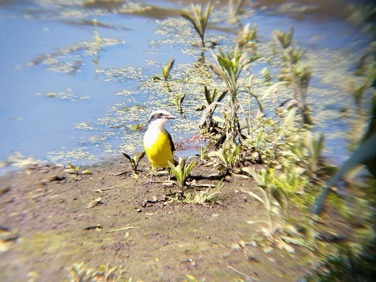 Great Kiskadee - ML642716916