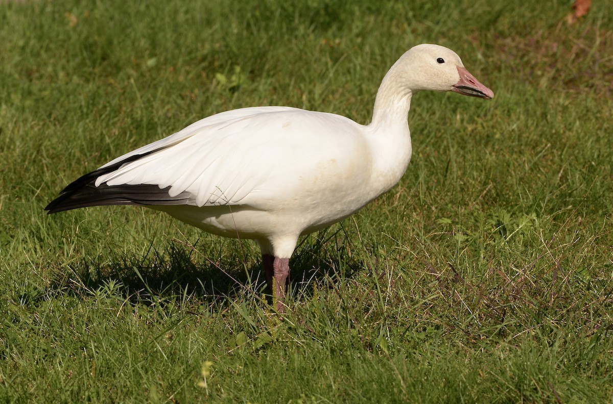 Snow Goose - ML642716929
