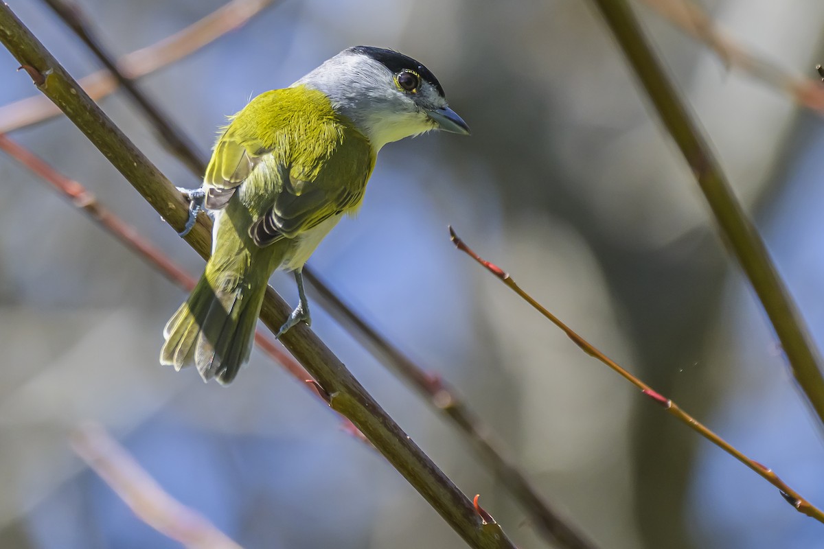 Green-backed Becard - ML642716942