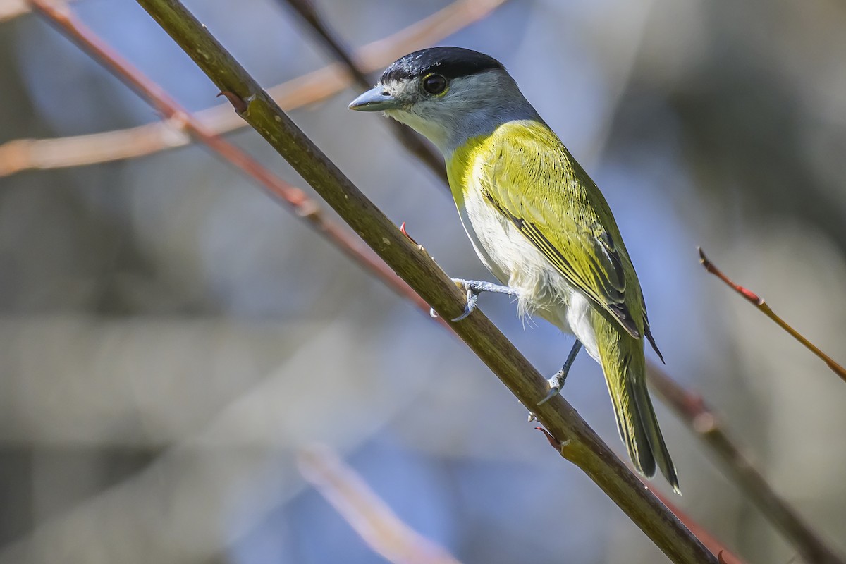 Green-backed Becard - ML642716944