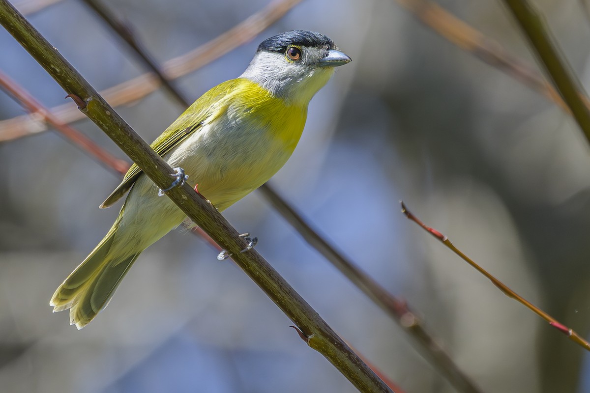 Green-backed Becard - ML642716948