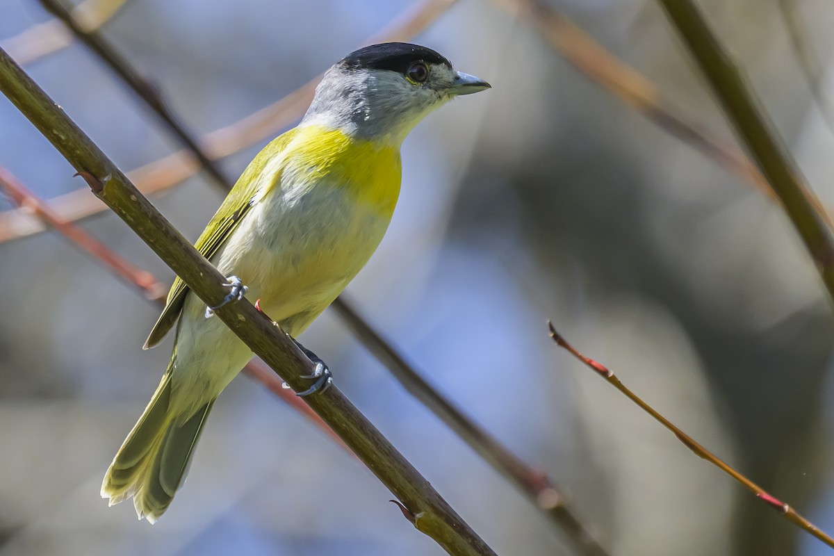 Green-backed Becard - ML642716951