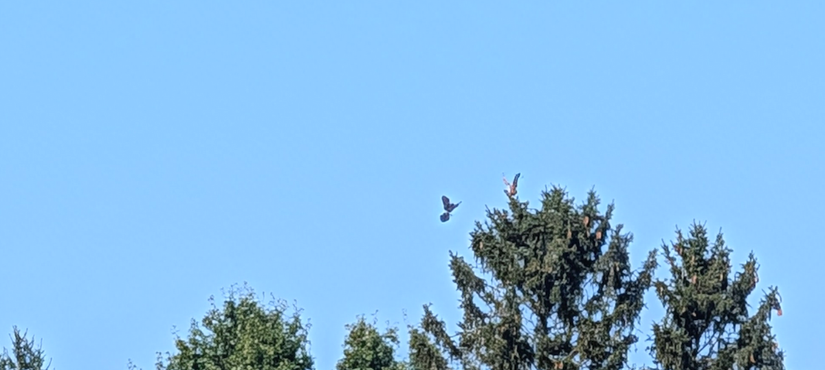 Red-shouldered Hawk - Emerson Lisboa
