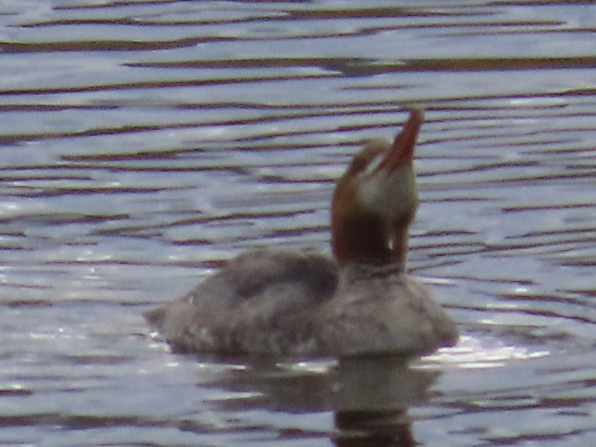 Common Merganser - ML642716980