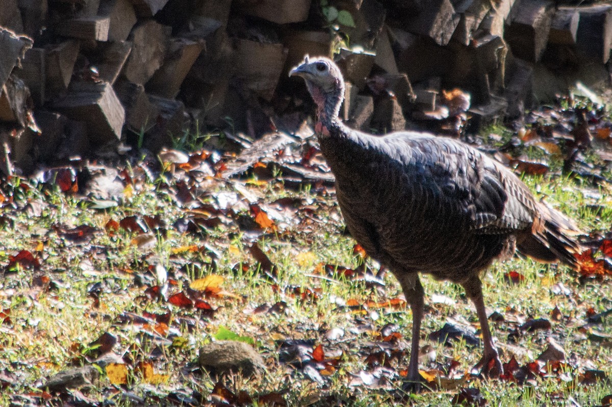 krocan divoký - ML642716991