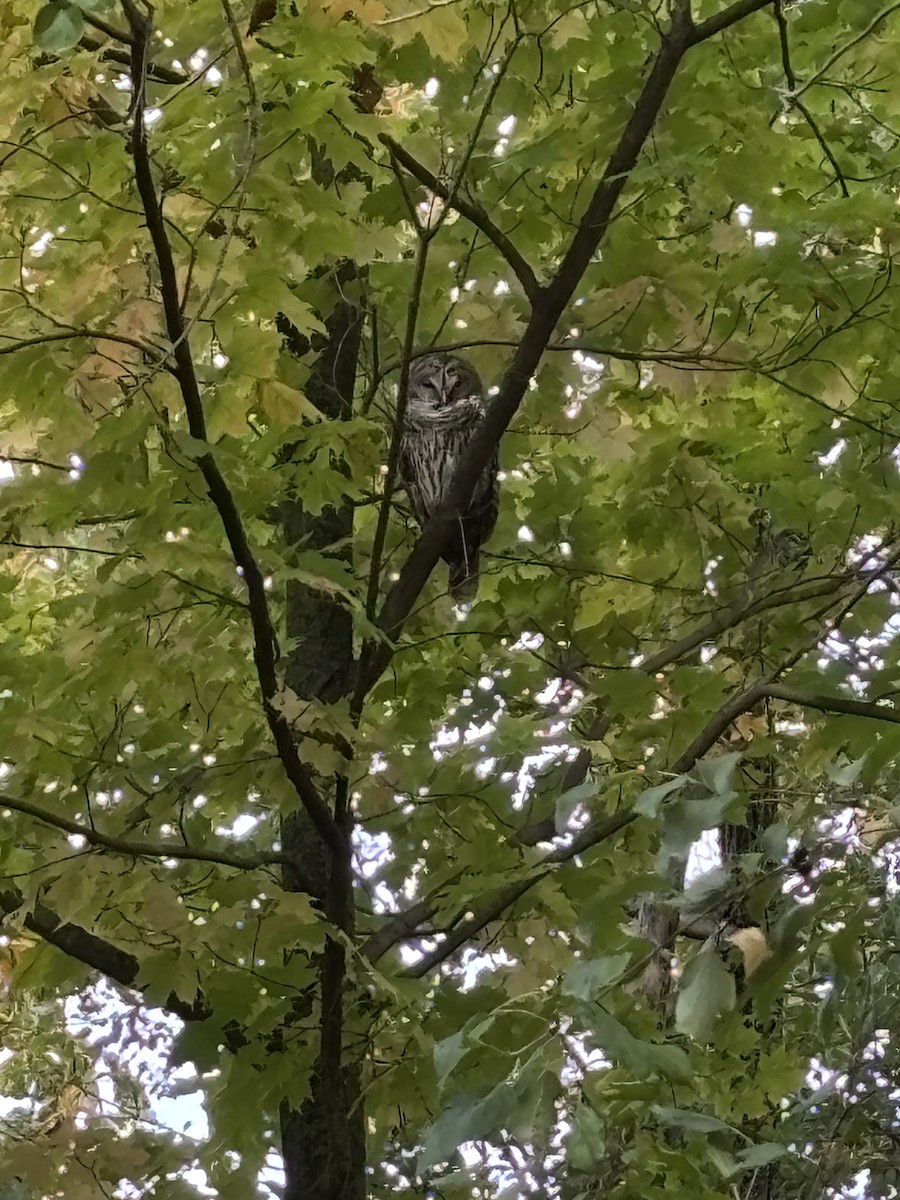 アメリカフクロウ - ML642717005