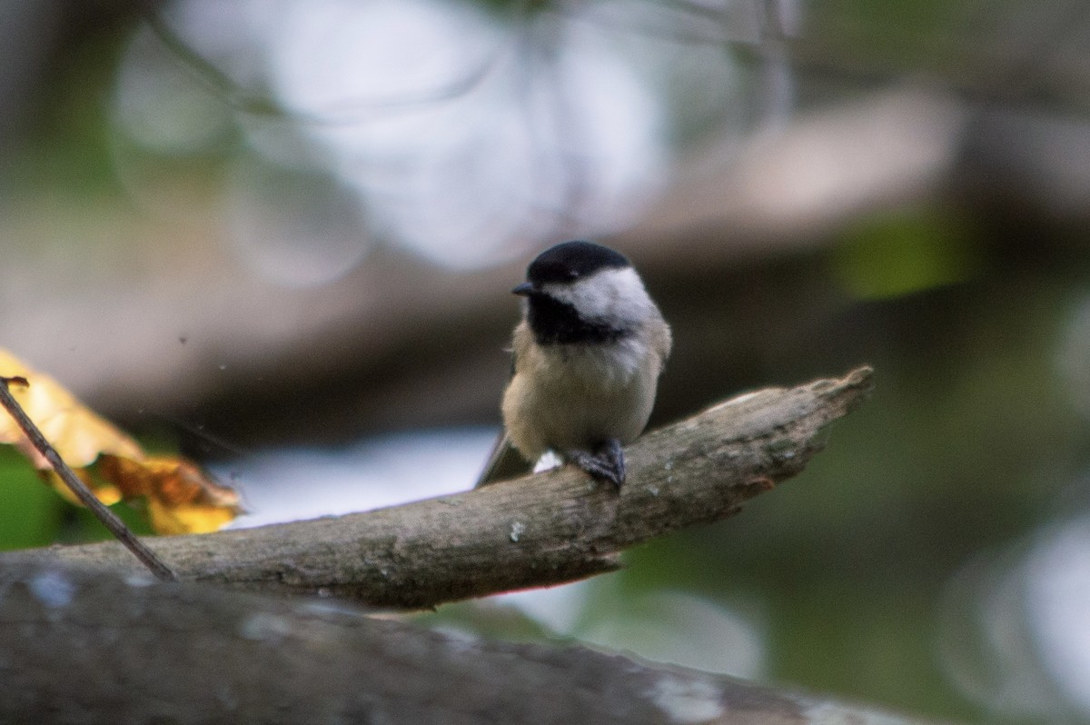 sýkora karolínská - ML642717014