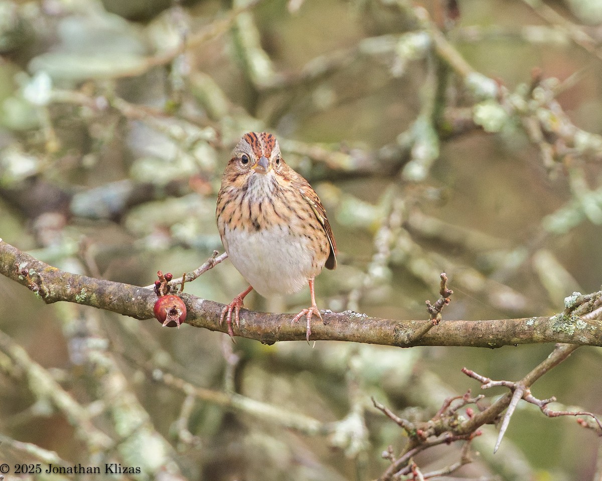 Lincoln's Sparrow - ML642717018