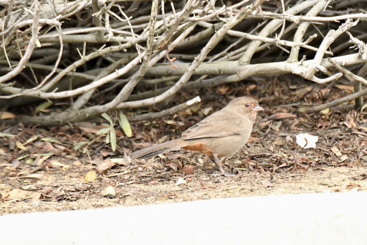 California Towhee - ML642717019