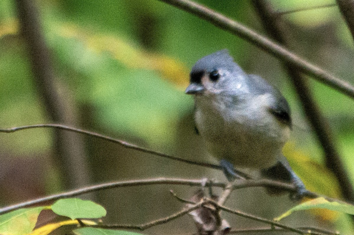 sýkora rezavoboká - ML642717030