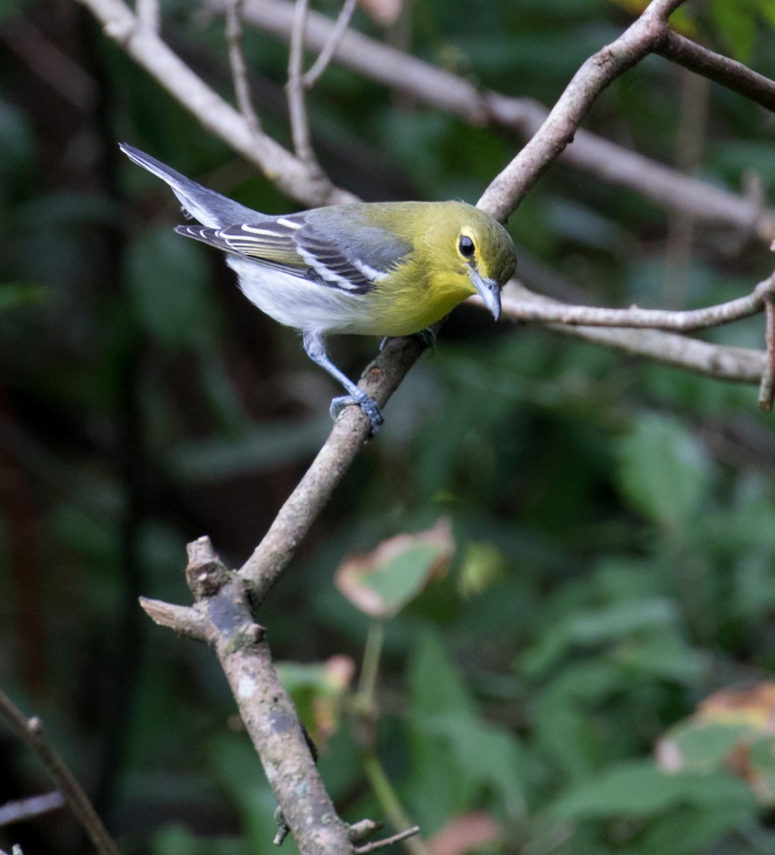Yellow-throated Vireo - ML642717035