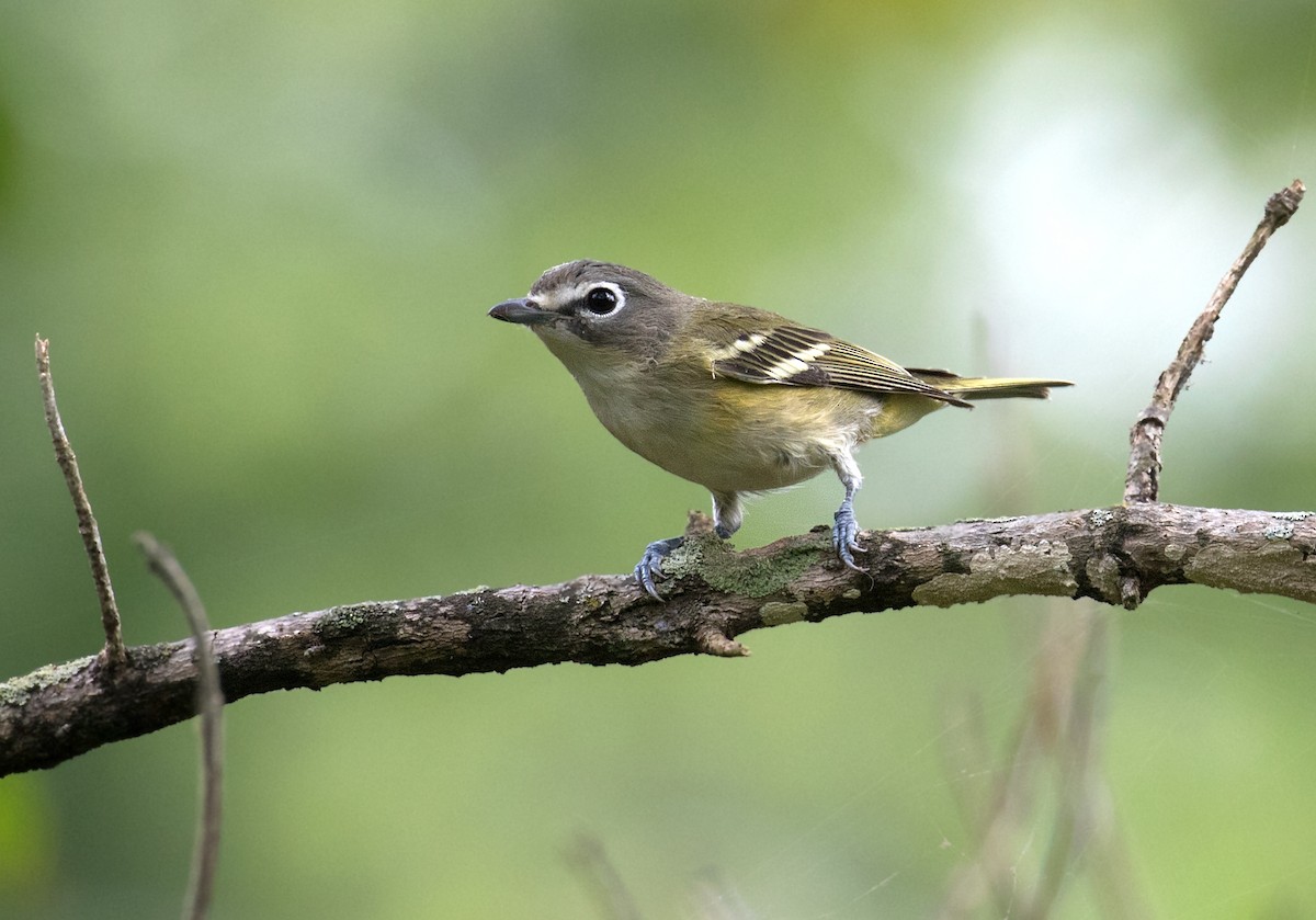 Blue-headed Vireo - ML642717047
