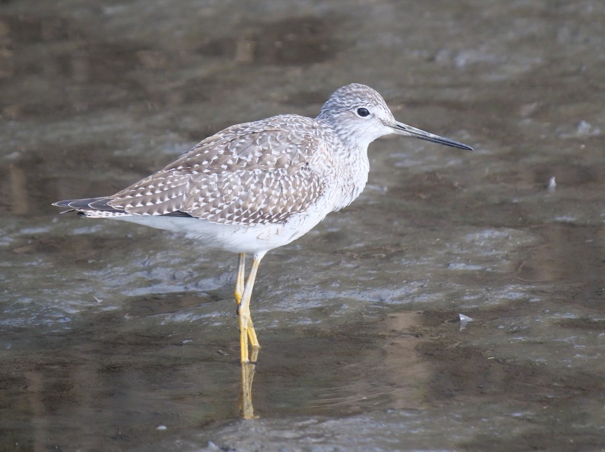 Greater Yellowlegs - ML642717055