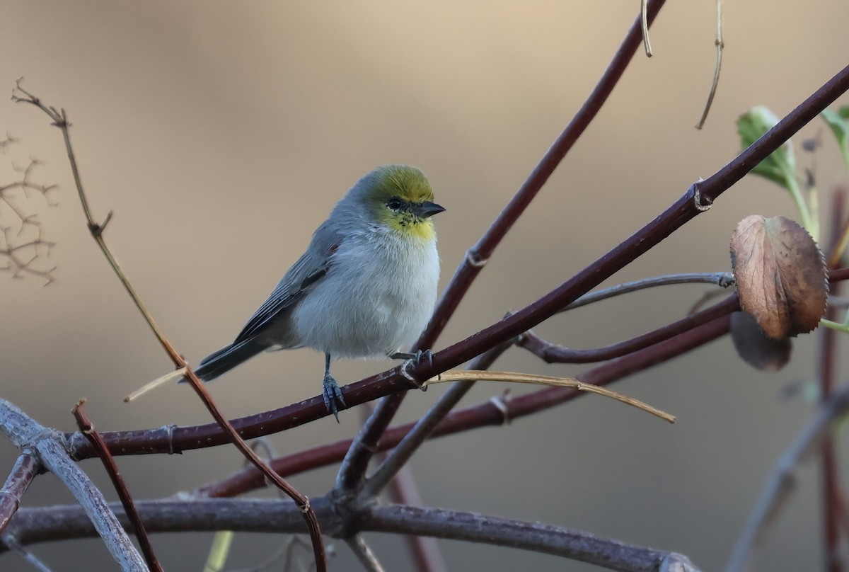 Verdin - ML642717059