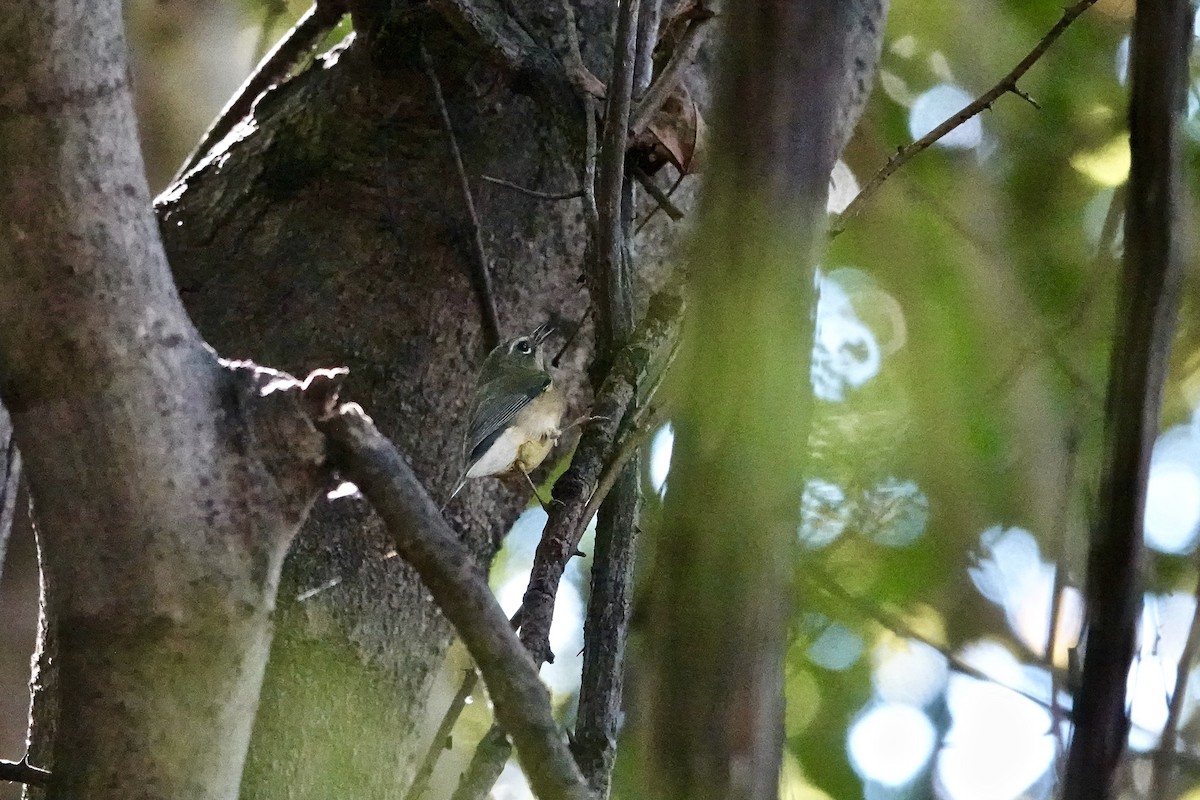 Black-throated Blue Warbler - ML642717067