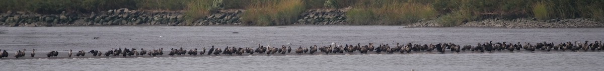 Double-crested Cormorant - ML642717071