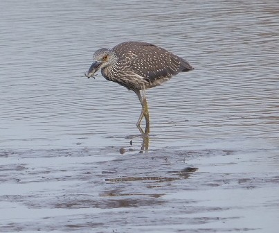 Yellow-crowned Night Heron - ML642717092