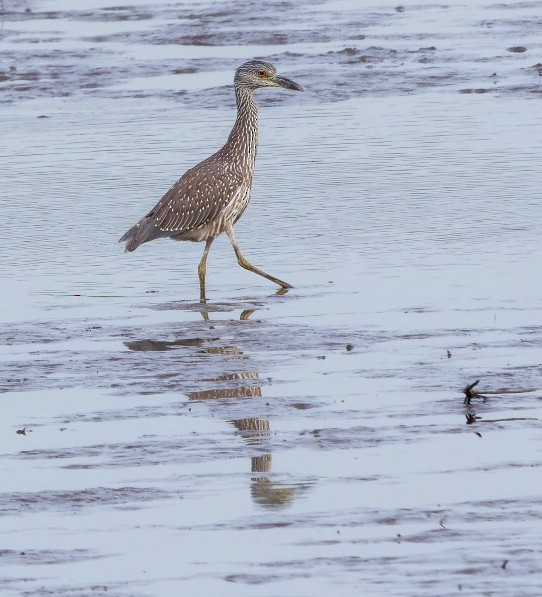 Yellow-crowned Night Heron - ML642717093