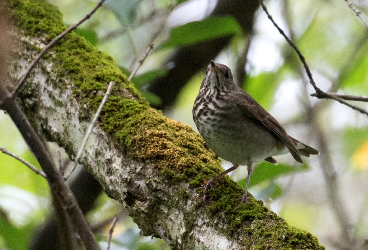 Gray-cheeked Thrush - ML642717094