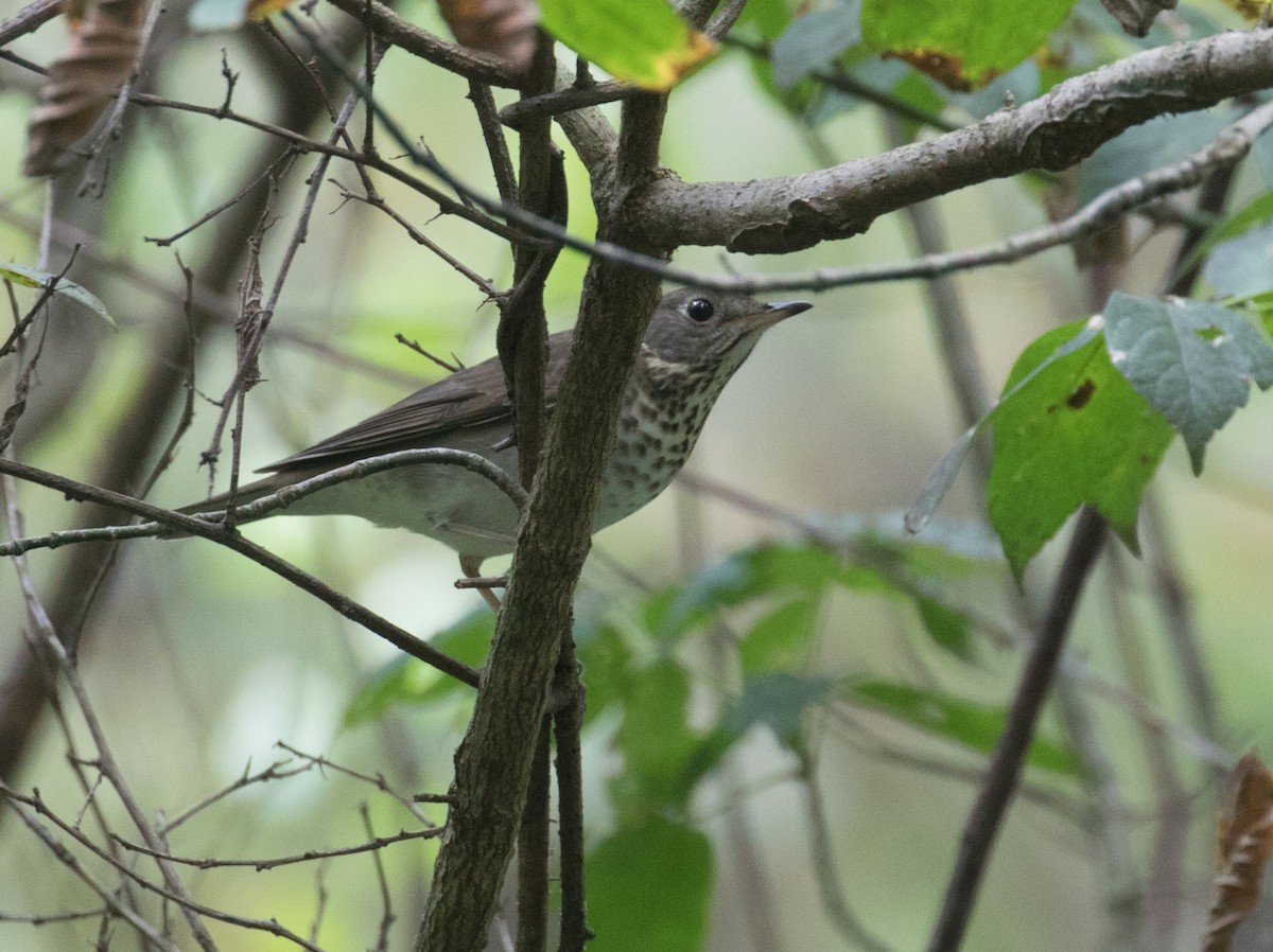 Gray-cheeked Thrush - ML642717095