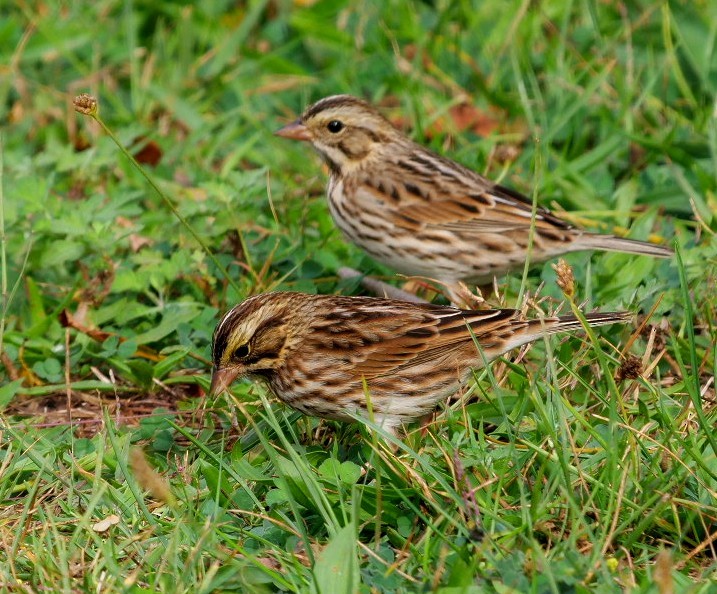 Savannah Sparrow - ML642717110