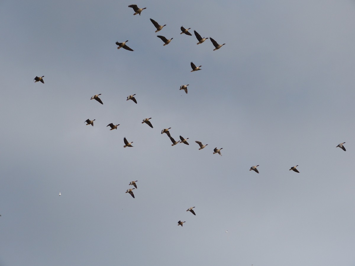 Pink-footed Goose - ML642717144