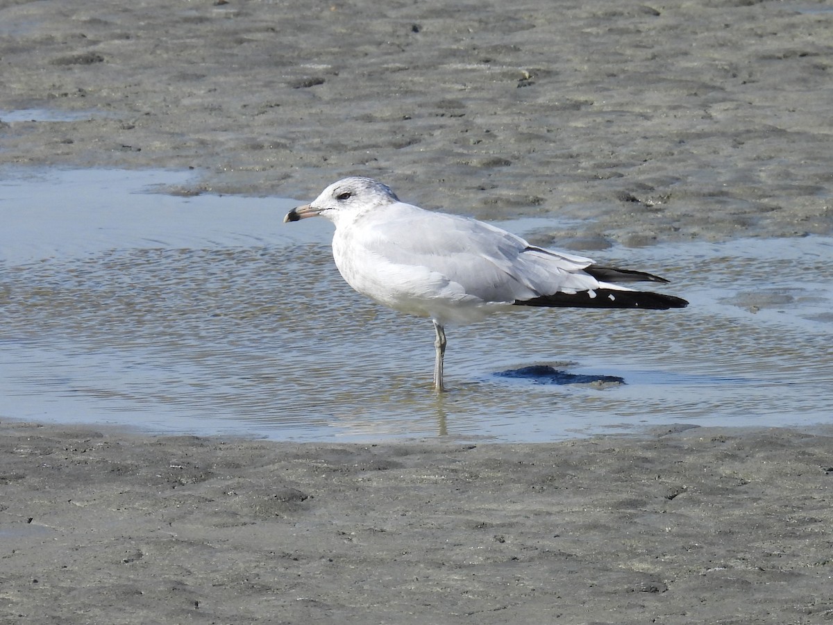 Ring-billed Gull - ML642717151