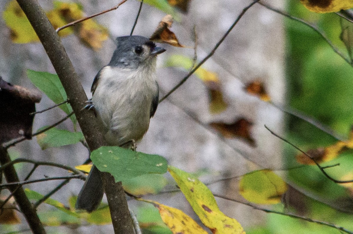 sýkora rezavoboká - ML642717152