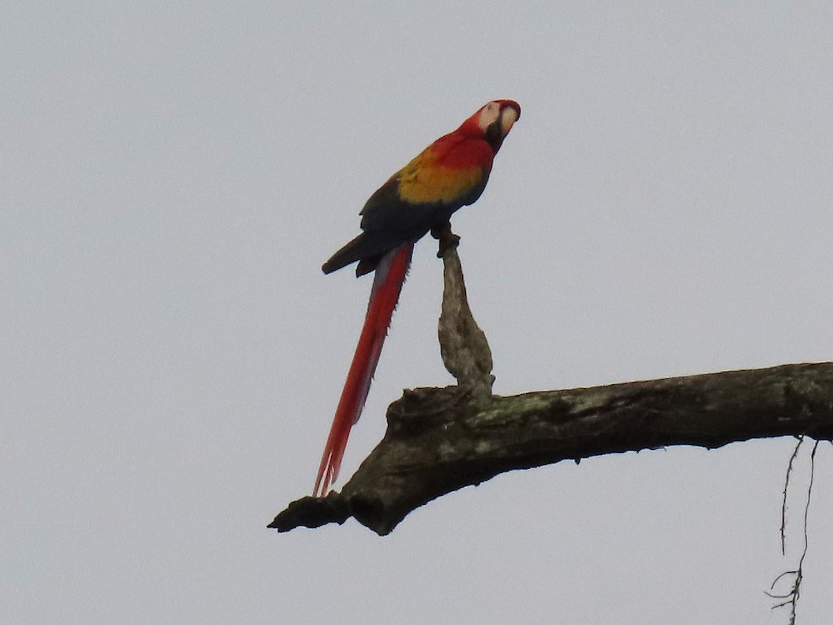 Scarlet Macaw - ML642717159