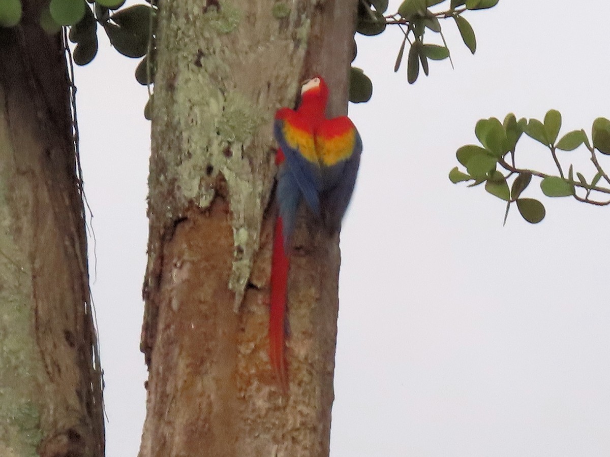 Scarlet Macaw - ML642717160