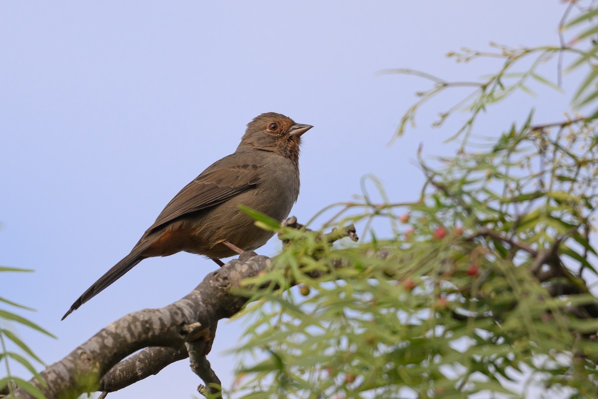 California Towhee - ML642717163