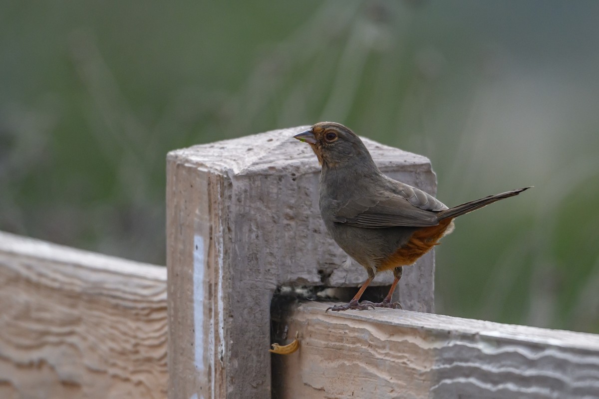 California Towhee - ML642717164