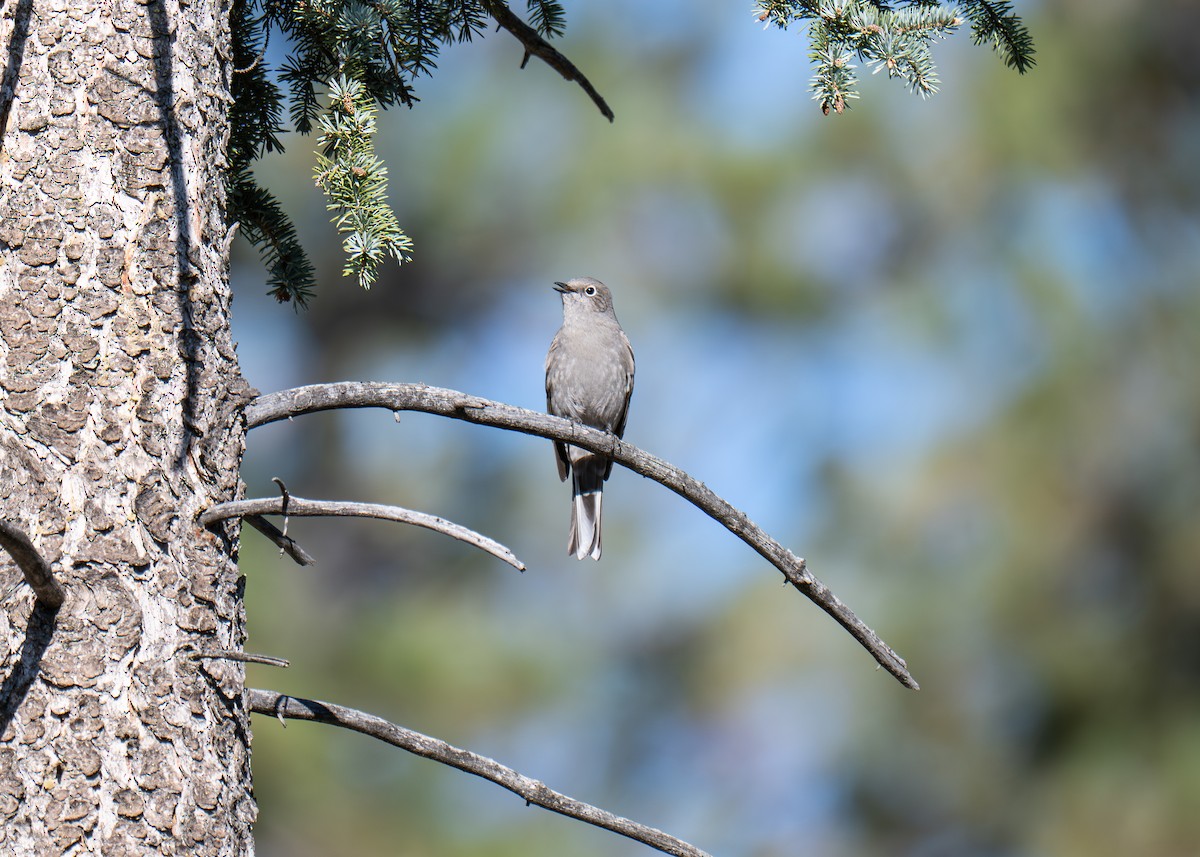 Townsend's Solitaire - ML642717167