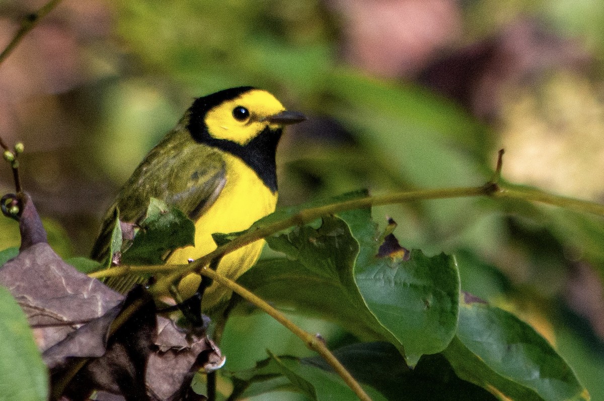 lesňáček kápový - ML642717181