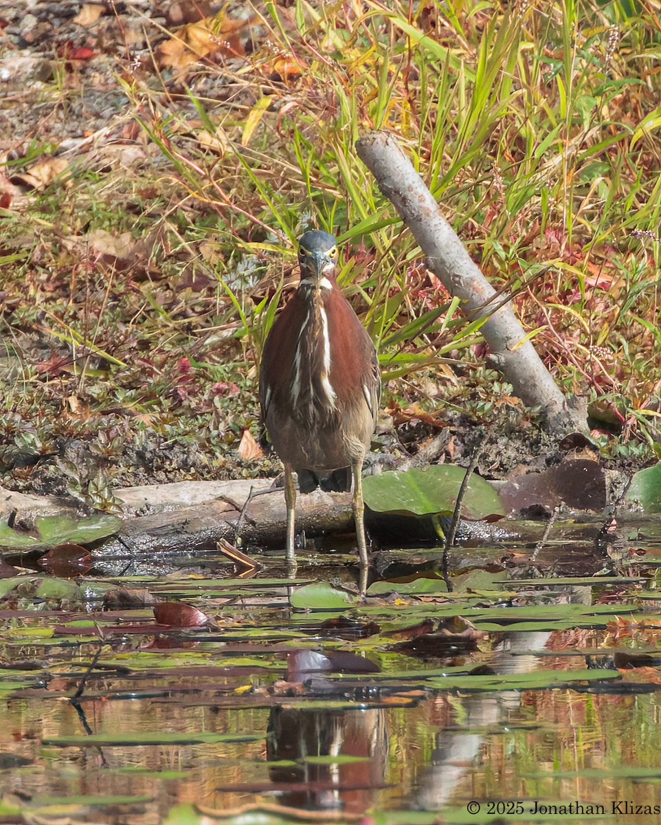 Green Heron - ML642717182
