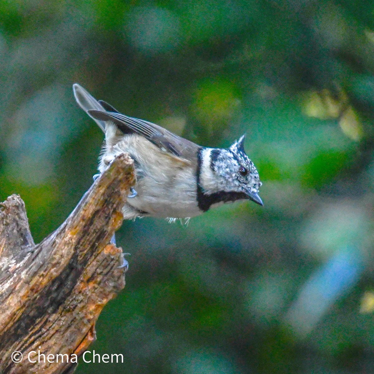 Crested Tit - ML642717206